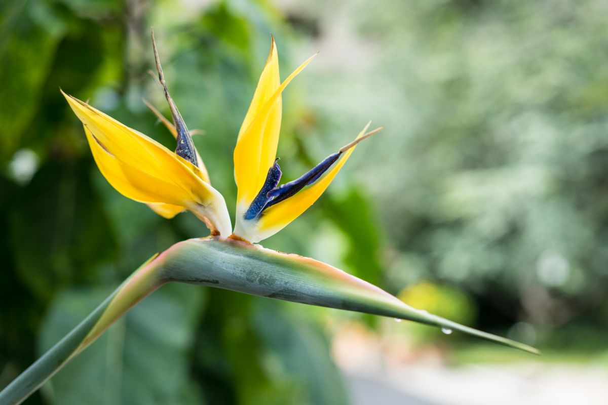 Strelitzia reginae 'Mandela's Gold.jpg